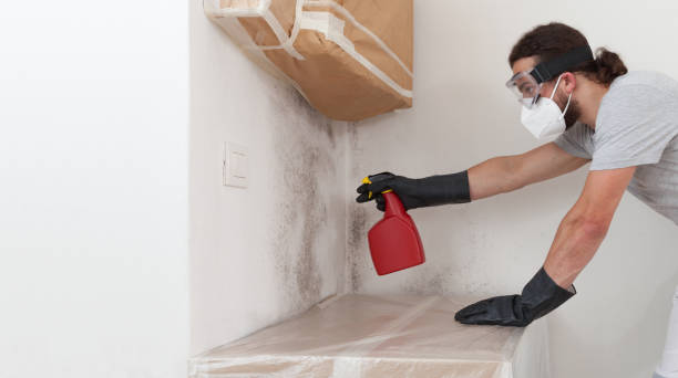 Professional Basement Mold Remediation technician working in Richboro, PA