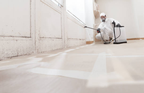 24/7 Emergency Basement Mold Remediation experts in Richboro, PA