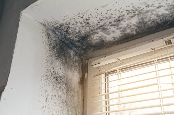 Affordable Basement Mold Remediation solutions in Richboro, PA