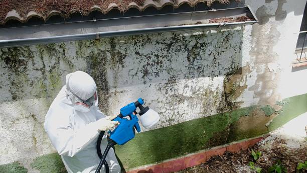 Top rated local Basement Mold Remediation specialists in Richboro, PA